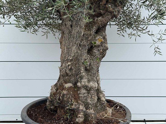 Olijfboom bonsai - olea europaea - ca. 80 jaar oud - hoogte ca. 280 cm - afbeelding 3 van  5