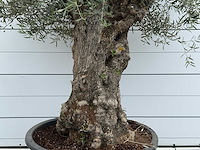 Olijfboom bonsai - olea europaea - ca. 80 jaar oud - hoogte ca. 280 cm - afbeelding 3 van  5
