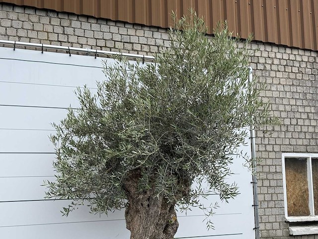 Olijfboom bonsai - olea europaea - ca. 80 jaar oud - hoogte ca. 280 cm - afbeelding 4 van  5