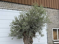 Olijfboom bonsai - olea europaea - ca. 80 jaar oud - hoogte ca. 280 cm - afbeelding 4 van  5