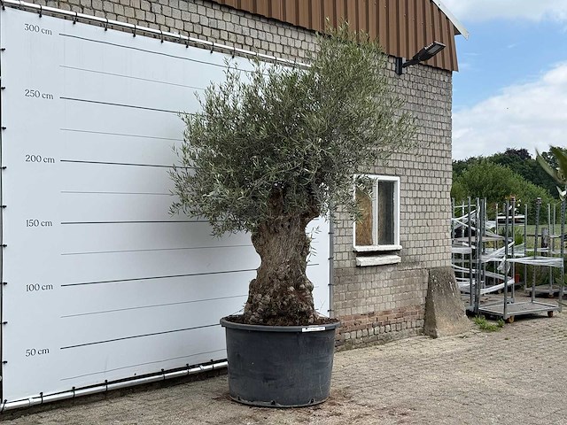 Olijfboom bonsai - olea europaea - ca. 80 jaar oud - hoogte ca. 280 cm - afbeelding 5 van  5