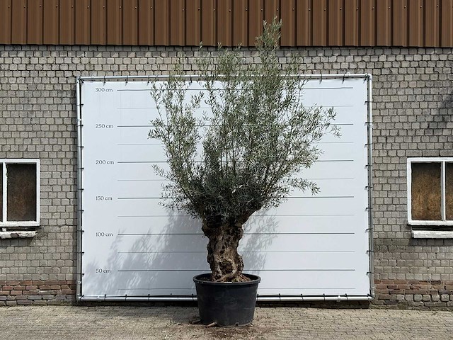 Olijfboom bonsai - olea europaea - ca. 80 jaar oud - hoogte ca. 280 cm - afbeelding 1 van  5