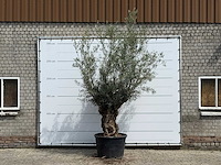 Olijfboom bonsai - olea europaea - ca. 80 jaar oud - hoogte ca. 280 cm - afbeelding 1 van  5