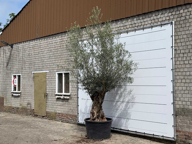Olijfboom bonsai - olea europaea - ca. 80 jaar oud - hoogte ca. 280 cm - afbeelding 2 van  5