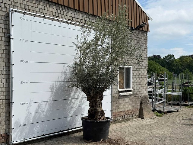 Olijfboom bonsai - olea europaea - ca. 80 jaar oud - hoogte ca. 280 cm - afbeelding 3 van  5
