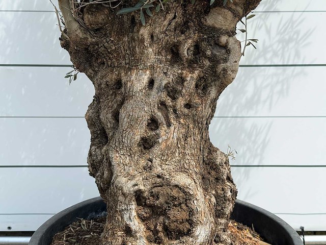 Olijfboom bonsai - olea europaea - ca. 80 jaar oud - hoogte ca. 280 cm - afbeelding 4 van  5