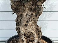 Olijfboom bonsai - olea europaea - ca. 80 jaar oud - hoogte ca. 280 cm - afbeelding 4 van  5