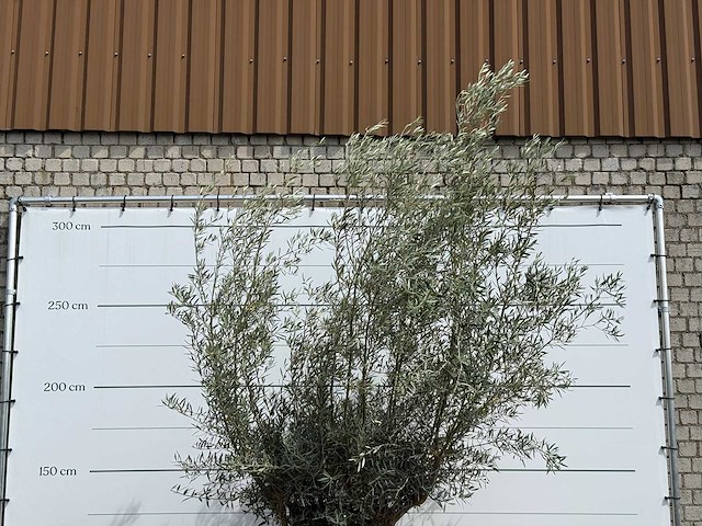 Olijfboom bonsai - olea europaea - ca. 80 jaar oud - hoogte ca. 280 cm - afbeelding 5 van  5