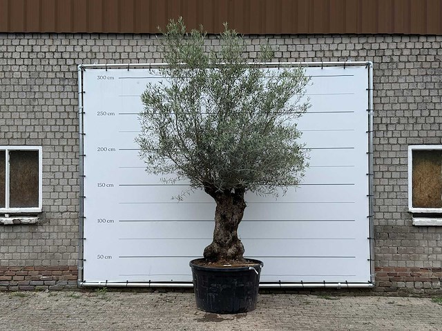 Olijfboom bonsai - olea europaea - ca. 80 jaar oud - hoogte ca. 280 cm - afbeelding 1 van  5