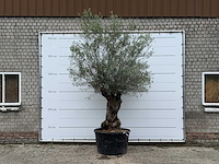 Olijfboom bonsai - olea europaea - ca. 80 jaar oud - hoogte ca. 280 cm - afbeelding 1 van  5