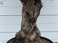 Olijfboom bonsai - olea europaea - ca. 80 jaar oud - hoogte ca. 280 cm - afbeelding 4 van  5