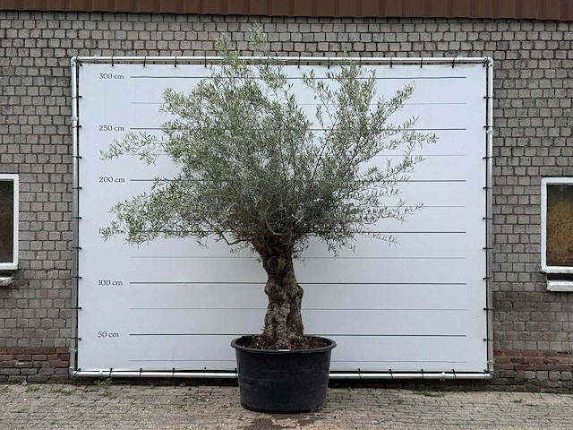 Olijfboom bonsai - olea europaea - ca. 80 jaar oud - hoogte ca. 280 cm - afbeelding 1 van  6
