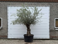 Olijfboom bonsai - olea europaea - ca. 80 jaar oud - hoogte ca. 280 cm - afbeelding 1 van  6