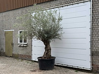 Olijfboom bonsai - olea europaea - ca. 80 jaar oud - hoogte ca. 280 cm - afbeelding 2 van  6
