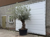 Olijfboom bonsai - olea europaea - ca. 80 jaar oud - hoogte ca. 280 cm - afbeelding 3 van  6