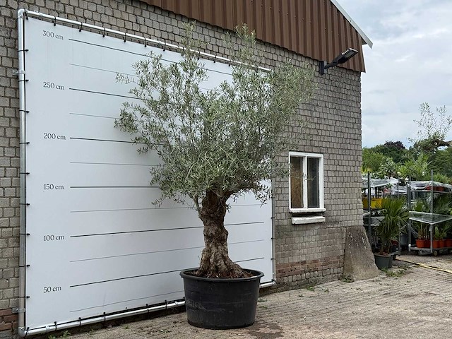 Olijfboom bonsai - olea europaea - ca. 80 jaar oud - hoogte ca. 280 cm - afbeelding 4 van  6