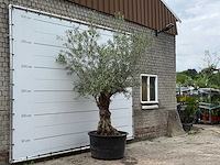 Olijfboom bonsai - olea europaea - ca. 80 jaar oud - hoogte ca. 280 cm - afbeelding 4 van  6