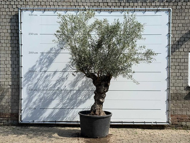 Olijfboom bonsai - olea europaea - ca. 80 jaar oud - hoogte ca. 280 cm - afbeelding 1 van  4