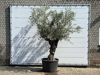 Olijfboom bonsai - olea europaea - ca. 80 jaar oud - hoogte ca. 280 cm - afbeelding 1 van  4