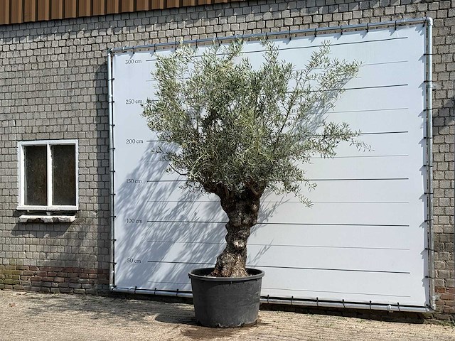 Olijfboom bonsai - olea europaea - ca. 80 jaar oud - hoogte ca. 280 cm - afbeelding 2 van  4