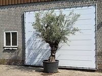 Olijfboom bonsai - olea europaea - ca. 80 jaar oud - hoogte ca. 280 cm - afbeelding 2 van  4