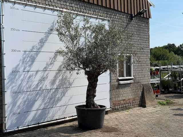 Olijfboom bonsai - olea europaea - ca. 80 jaar oud - hoogte ca. 280 cm - afbeelding 3 van  4