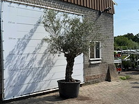 Olijfboom bonsai - olea europaea - ca. 80 jaar oud - hoogte ca. 280 cm - afbeelding 3 van  4