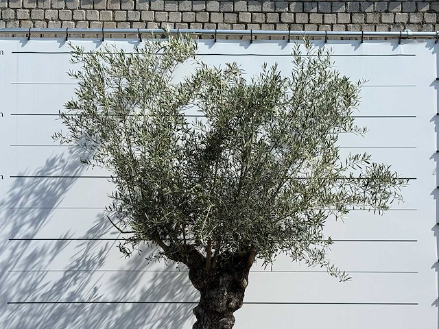 Olijfboom bonsai - olea europaea - ca. 80 jaar oud - hoogte ca. 280 cm - afbeelding 4 van  4