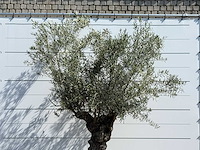 Olijfboom bonsai - olea europaea - ca. 80 jaar oud - hoogte ca. 280 cm - afbeelding 4 van  4