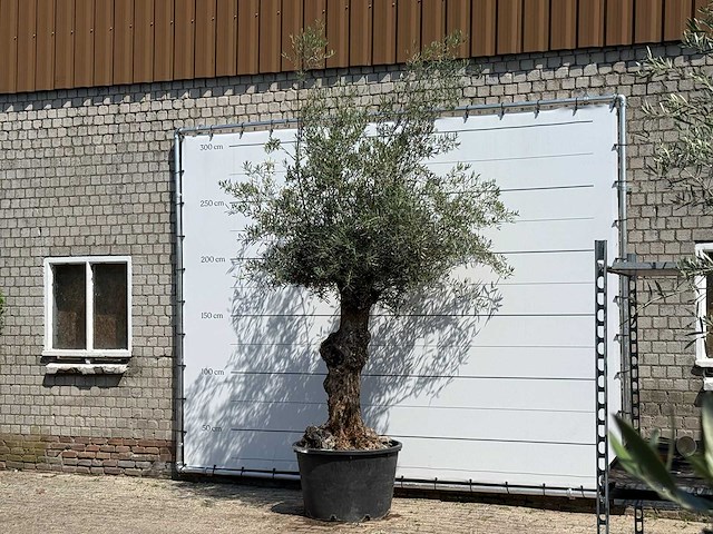 Olijfboom bonsai - olea europaea - ca. 80 jaar oud - hoogte ca. 280 cm - afbeelding 2 van  5