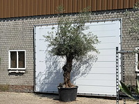 Olijfboom bonsai - olea europaea - ca. 80 jaar oud - hoogte ca. 280 cm - afbeelding 2 van  5