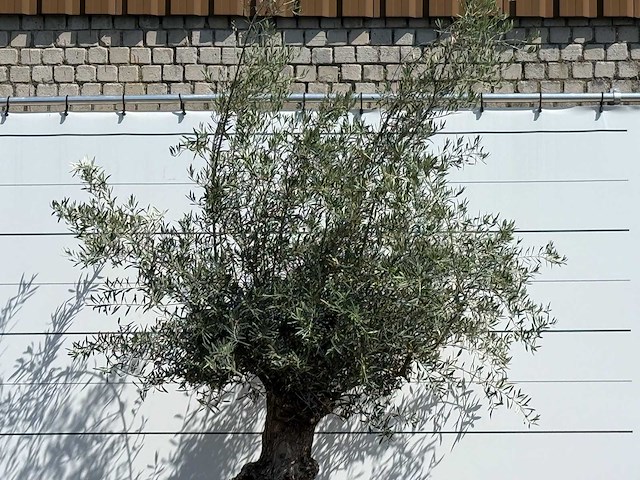Olijfboom bonsai - olea europaea - ca. 80 jaar oud - hoogte ca. 280 cm - afbeelding 5 van  5