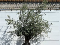Olijfboom bonsai - olea europaea - ca. 80 jaar oud - hoogte ca. 280 cm - afbeelding 5 van  5