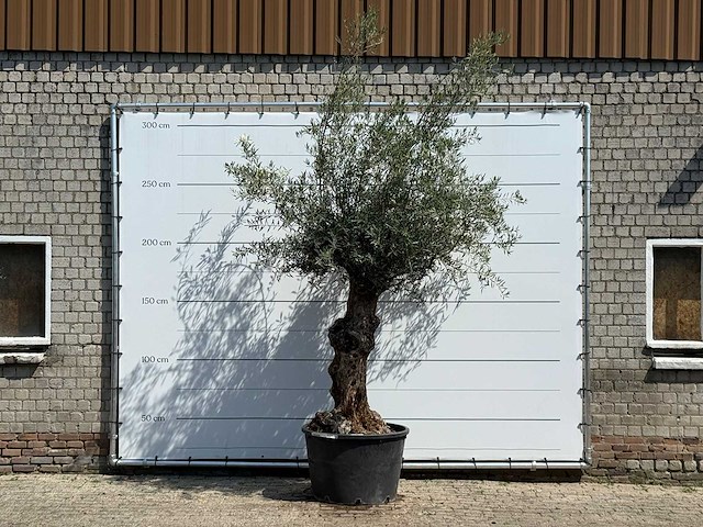 Olijfboom bonsai - olea europaea - ca. 80 jaar oud - hoogte ca. 280 cm - afbeelding 1 van  3