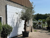 Olijfboom bonsai - olea europaea - ca. 80 jaar oud - hoogte ca. 280 cm - afbeelding 2 van  3