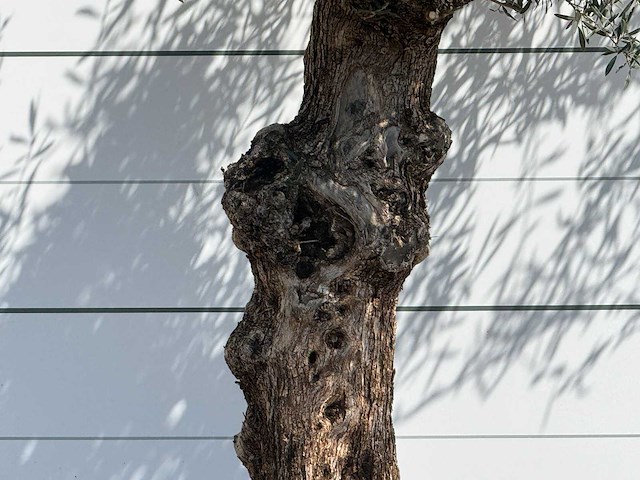 Olijfboom bonsai - olea europaea - ca. 80 jaar oud - hoogte ca. 280 cm - afbeelding 3 van  3
