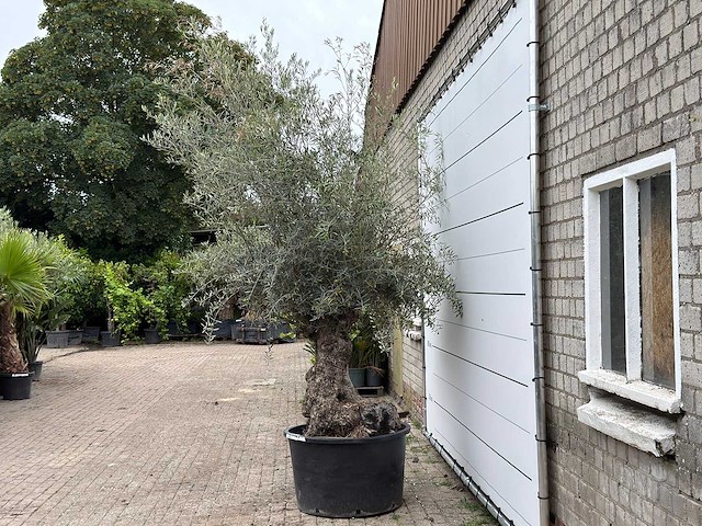 Olijfboom bonsai - olea europaea - ca. 80 jaar oud - hoogte ca. 280 cm - afbeelding 1 van  4