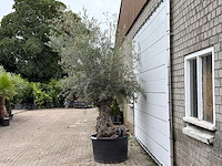 Olijfboom bonsai - olea europaea - ca. 80 jaar oud - hoogte ca. 280 cm - afbeelding 1 van  4