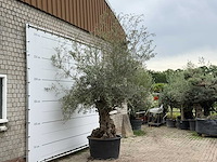 Olijfboom bonsai - olea europaea - ca. 80 jaar oud - hoogte ca. 280 cm - afbeelding 2 van  4