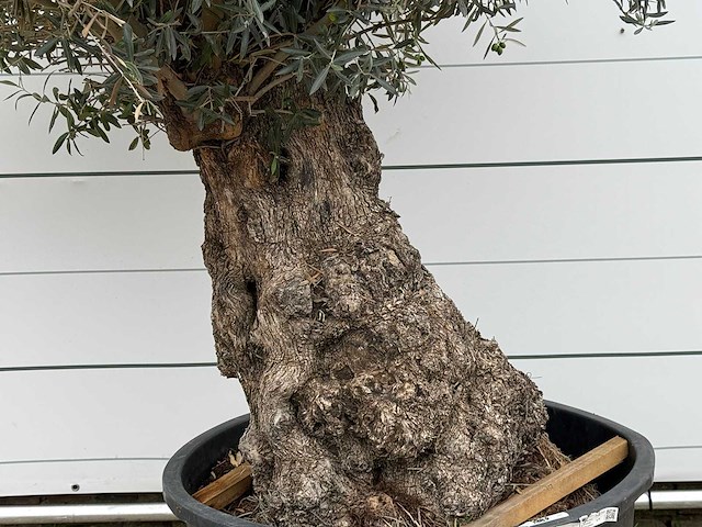 Olijfboom bonsai - olea europaea - ca. 80 jaar oud - hoogte ca. 280 cm - afbeelding 3 van  4