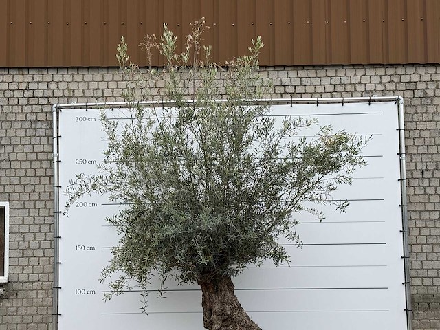 Olijfboom bonsai - olea europaea - ca. 80 jaar oud - hoogte ca. 280 cm - afbeelding 4 van  4