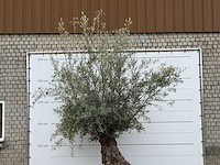 Olijfboom bonsai - olea europaea - ca. 80 jaar oud - hoogte ca. 280 cm - afbeelding 4 van  4