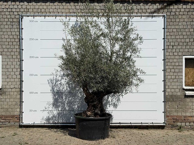 Olijfboom bonsai - olea europaea - ca. 80 jaar oud - hoogte ca. 280 cm - afbeelding 1 van  3
