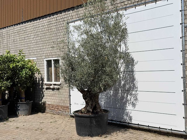 Olijfboom bonsai - olea europaea - ca. 80 jaar oud - hoogte ca. 280 cm - afbeelding 2 van  3