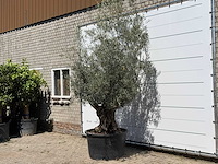 Olijfboom bonsai - olea europaea - ca. 80 jaar oud - hoogte ca. 280 cm - afbeelding 2 van  3