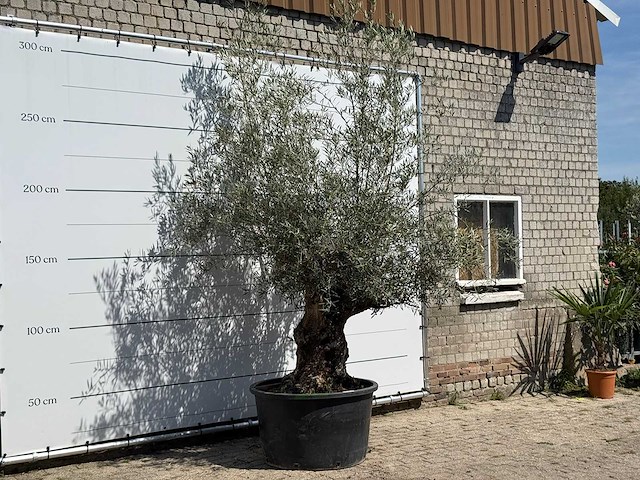 Olijfboom bonsai - olea europaea - ca. 80 jaar oud - hoogte ca. 280 cm - afbeelding 3 van  3