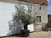 Olijfboom bonsai - olea europaea - ca. 80 jaar oud - hoogte ca. 280 cm - afbeelding 3 van  3