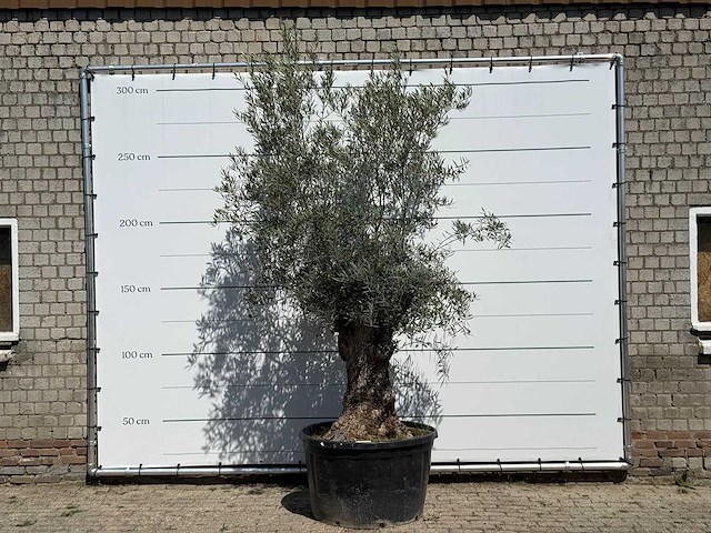 Olijfboom bonsai - olea europaea - ca. 80 jaar oud - hoogte ca. 280 cm - afbeelding 1 van  5