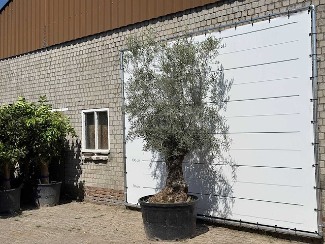 Olijfboom bonsai - olea europaea - ca. 80 jaar oud - hoogte ca. 280 cm - afbeelding 2 van  5