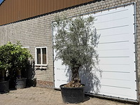 Olijfboom bonsai - olea europaea - ca. 80 jaar oud - hoogte ca. 280 cm - afbeelding 2 van  5